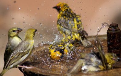 Vypart Bird Bath Review